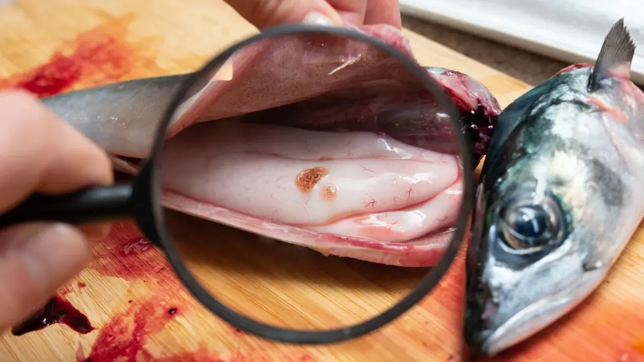 L'anisakis nel pesce crudo è un pericolo: se non cotto bene, anisakis si muore. Qui si vede un verme sotto lente d'ingrandimento.