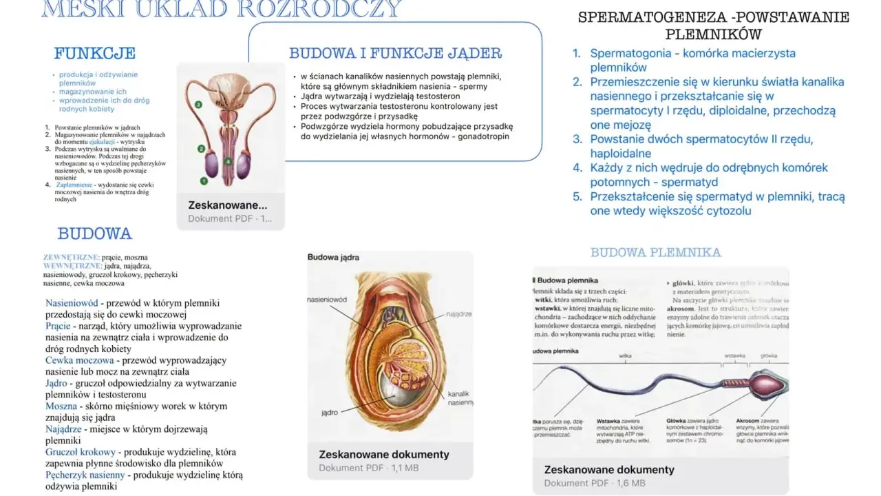 Gdzie znajduje się sperma? W jądrach, gdzie powstaje, a następnie dojrzewa w najądrzach. Dalej wędruje nasieniowodami.