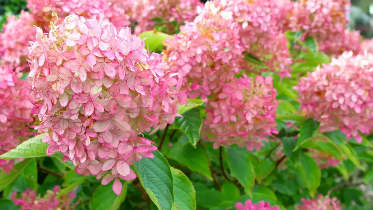 Ein Meer aus zarten rosa Rispenhortensien, bereit für den Rückschnitt im Herbst.