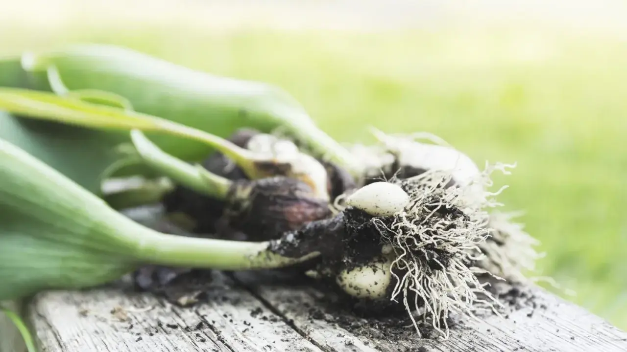 Tulip bulbs with roots and green shoots, ready for planting. This image hints at when to dig up tulip bulbs for storage or replanting.
