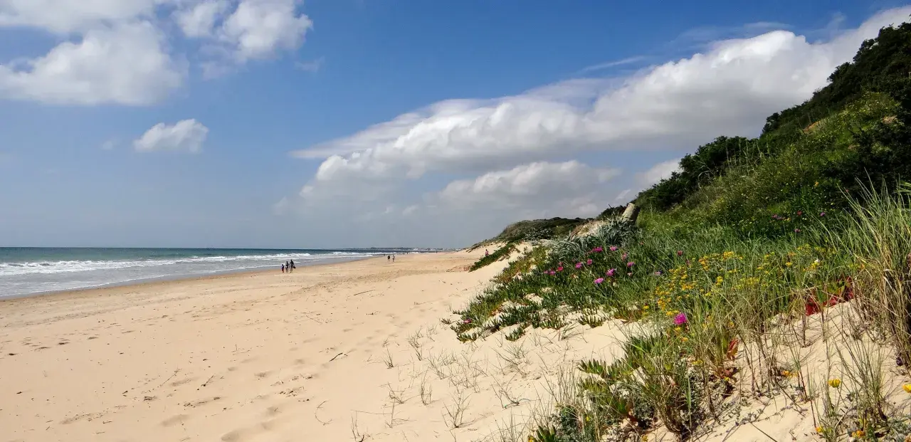 Sonniger Strand an der Costa de la Luz mit sanften Wellen, Sanddünen und blühenden Pflanzen.