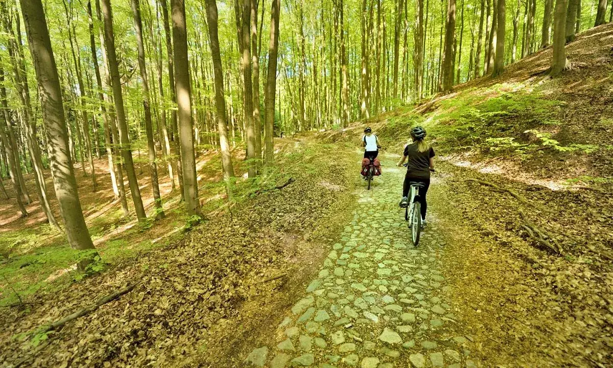 Dwie osoby na rowerach przemierzają malownicze ścieżki rowerowe lubuskie, otoczone bujnym lasem.