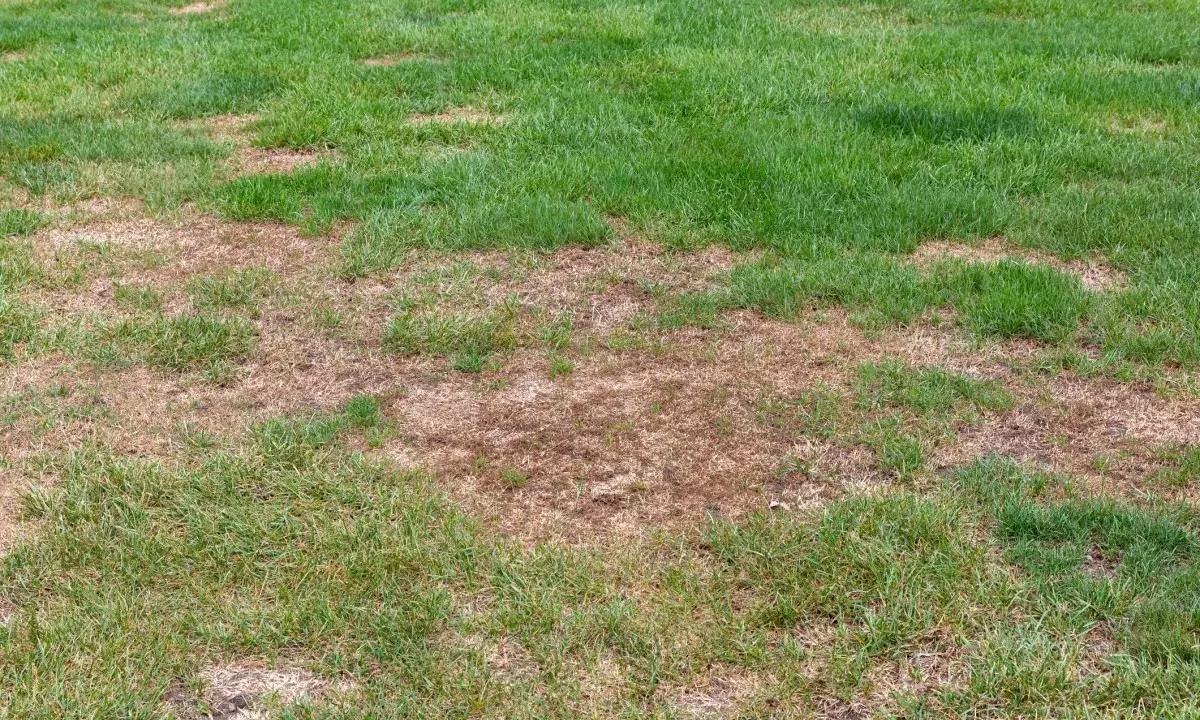 Patches of brown, dead grass on a lawn, possibly due to an infestation of white grubs feeding on the roots.