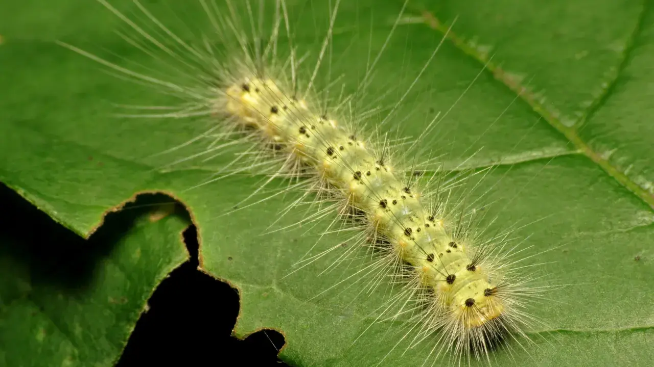 A fuzzy yellow caterpillar, part of the webworm life cycle, munches on a green leaf.