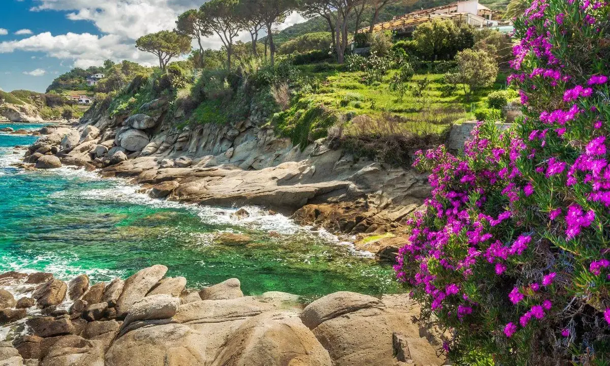 Scogliera fiorita sull'Isola d'Elba, cosa vedere: mare cristallino, pini marittimi e case arroccate.
