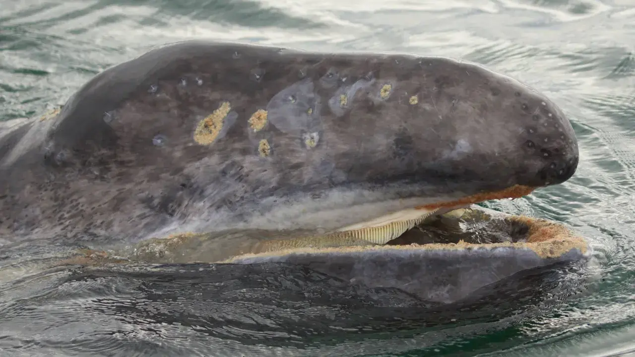 Megattera con bocca aperta, mostrando le sue placche filtranti invece dei denti. La pelle grigia è segnata da macchie chiare.