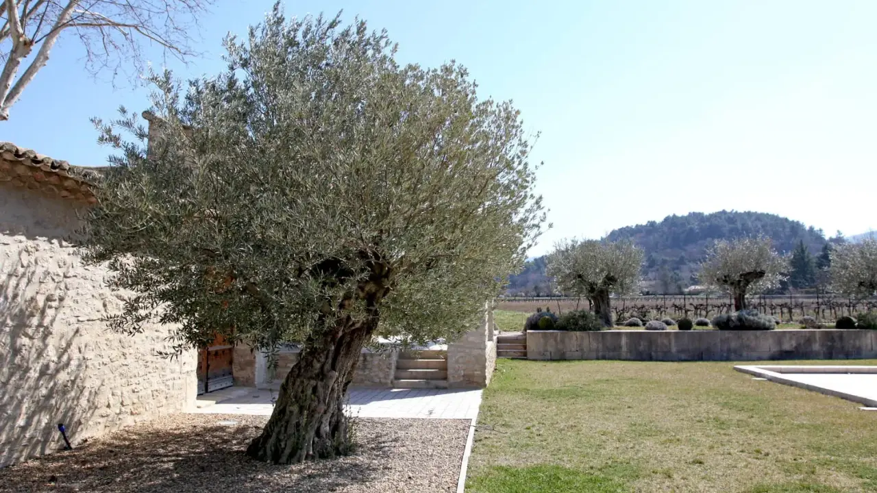 Un vieil olivier majestueux, prêt à être replanté, se dresse devant une bâtisse en pierre. Le soleil brille sur le paysage provençal.