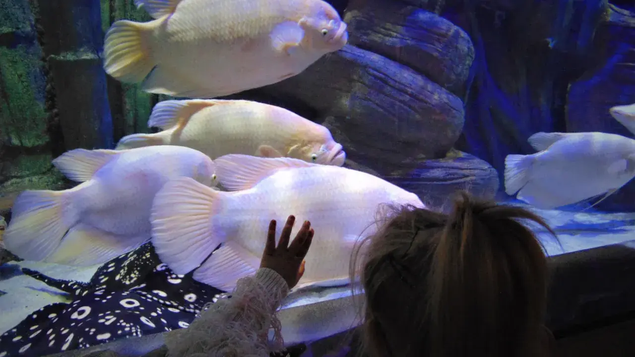 Oceanarium Międzyzdroje: Opinie, Ceny. Czy warto wydać 90 zł?