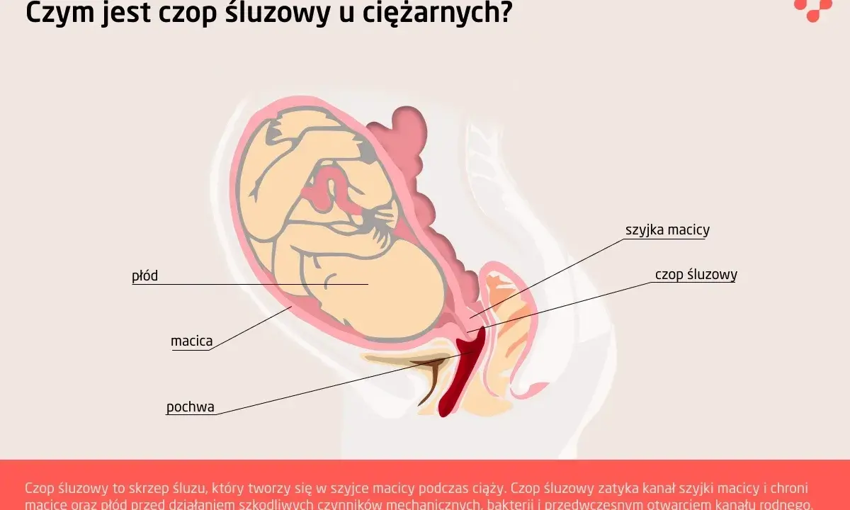 Ilustracja przedstawia płód w macicy, z zaznaczonym czopem śluzowym zamykającym szyjkę macicy.