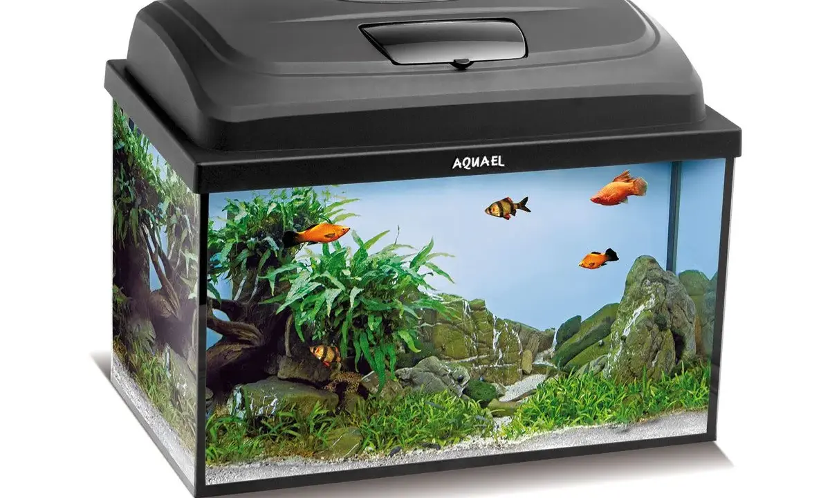Akwarium 40x25x25 cm: 25l i co dalej? Przewodnik nano!