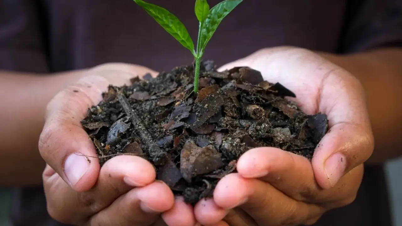 Mains tenant une jeune pousse dans un terreau riche, promesse de croissance grâce au charbon bio.