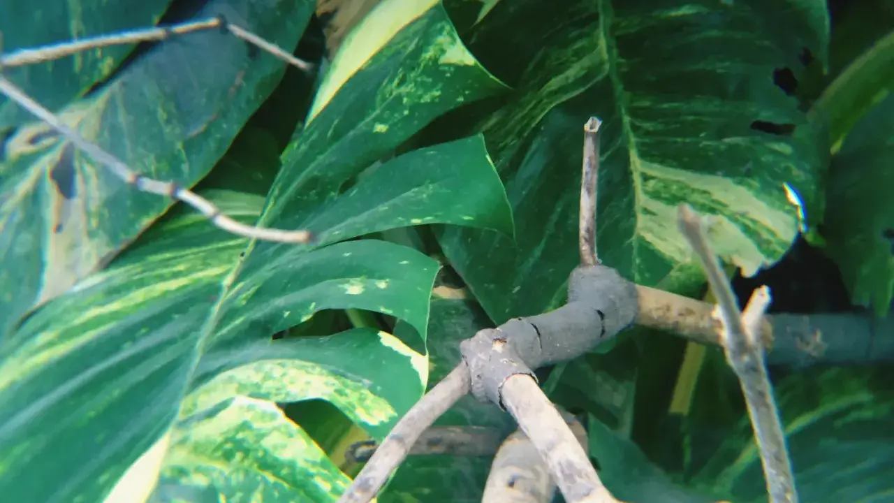 Monstera z bujnymi liśćmi i widocznymi korzeniami powietrznymi, które oplatają gałązki.