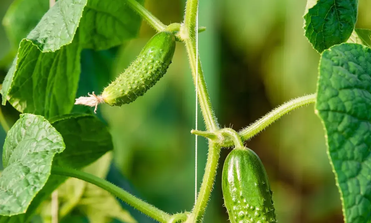 Sur la tige verte, deux jeunes cornichons poussent, entourés de feuilles luxuriantes.
