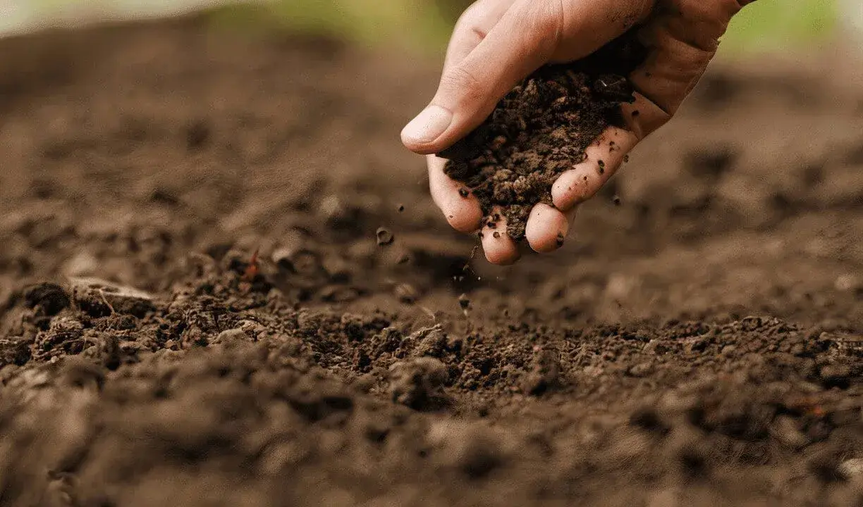 Main d'une personne ajoutant de la terre riche pour enrichir la terre avant plantation.