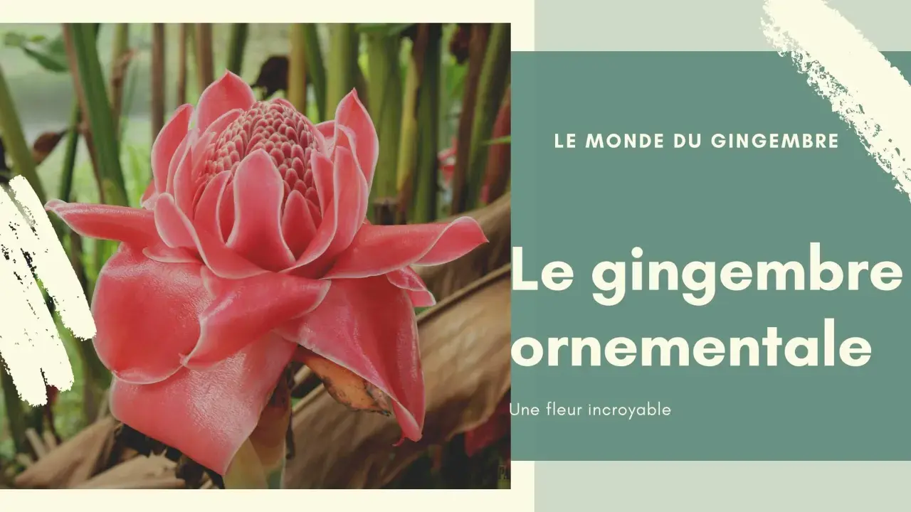 Fleur de gingembre ornementale, d'un rose éclatant, se dresse fièrement au milieu de feuillages luxuriants. Une merveille de la nature.