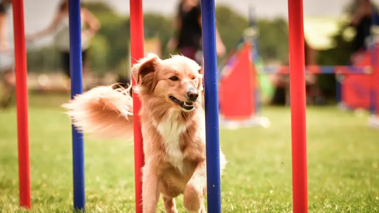 Chien roux plein d'agilité navigue entre des poteaux rouges et bleus lors d'une compétition d'agility.