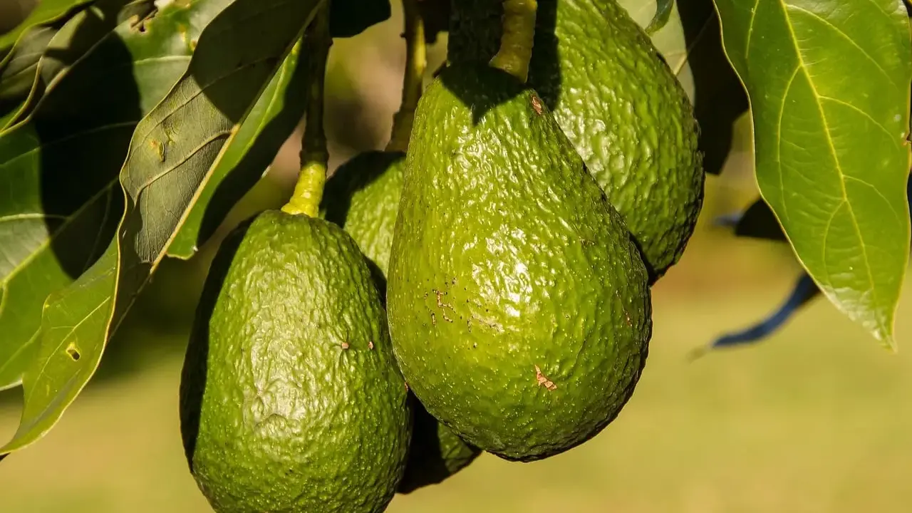 Trois avocats verts et texturés pendent d'un avocatier de 5 ans, entourés de feuilles luxuriantes.