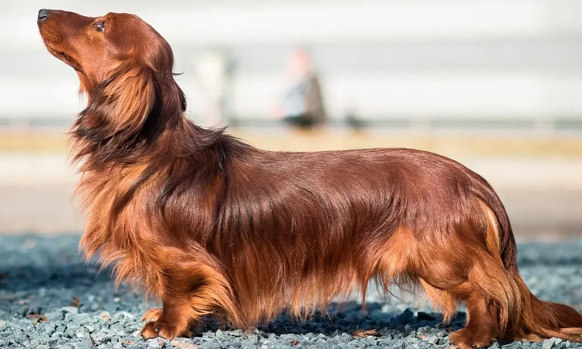 Un magnifique chien poilu, un teckel à poil long, se tient fièrement sur un chemin de gravier, le museau levé vers le ciel.