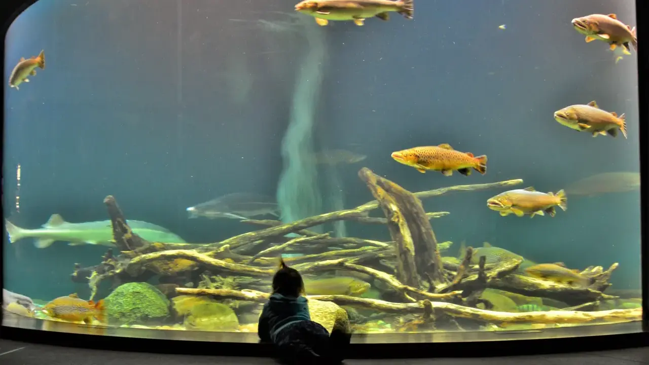 Ozeaneum Stralsund: Opinie, bilety, dojazd. Czy warto jechać?