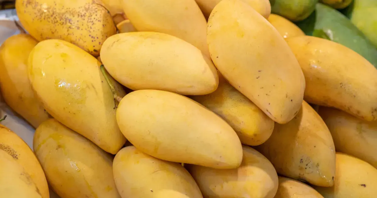 Stos dojrzałych, żółtych mango. Warto sprawdzić mango indeks glikemiczny przed spożyciem.