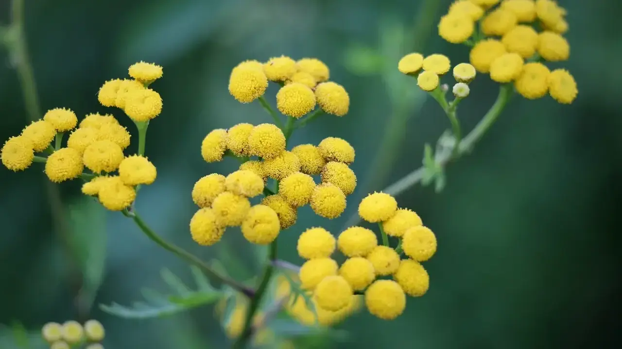 Grappes de fleurs jaunes d'hélichryse italienne, connues pour leurs nombreux bienfaits.