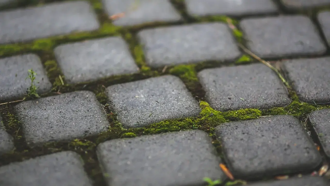 Zielony mech porasta szczeliny między szarymi kostkami brukowymi, tworząc naturalny dywan.