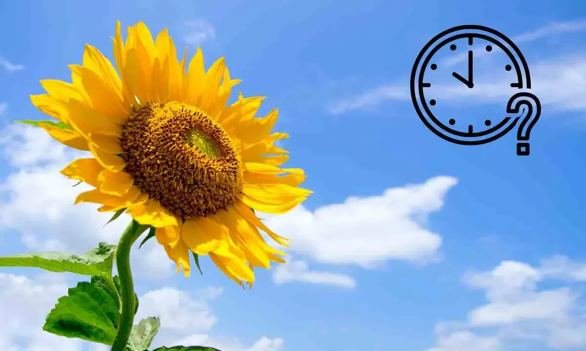 Un tournesol éclatant sous un ciel bleu, avec une icône d'horloge et un point d'interrogation. Quand planter tournesol ?