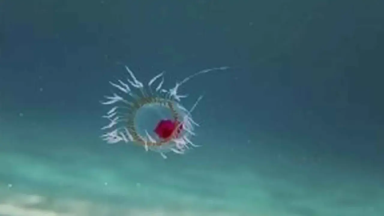 Una medusa bioluminescente fluttua nell'oscurità oceanica, un piccolo gioiello di vita media medusa.