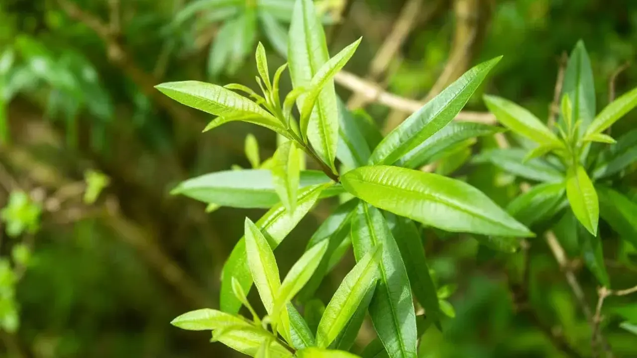 Feuilles vertes et lumineuses de verveine citronnelle, dégageant un parfum frais et vivifiant.