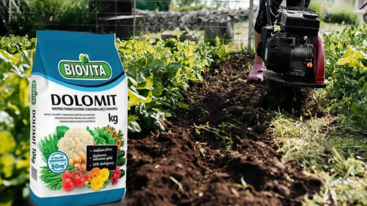 Torba z nawozem Dolomit Biovita obok grządki, gdzie glebogryzarka spulchnia ziemię. Czy dolomit jest szkodliwy? Nie, jest to wapno nawozowe z magnezem.
