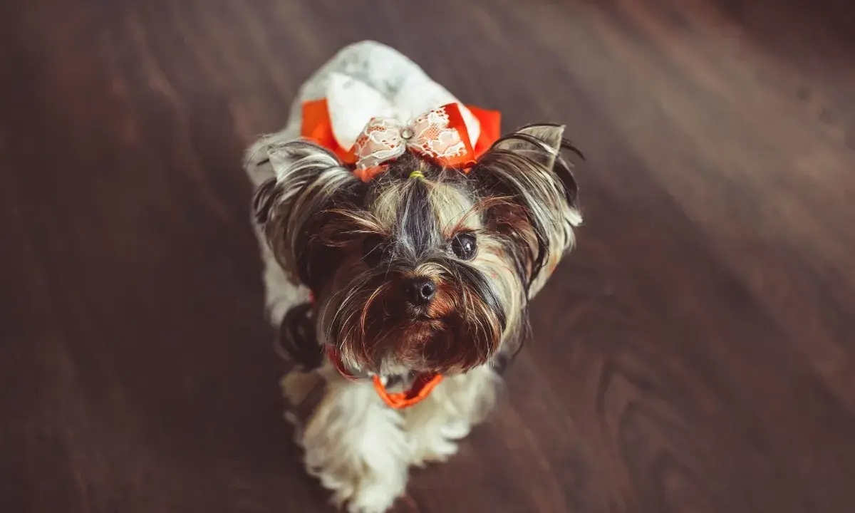 Urocza suczka rasy Yorkshire Terrier w pomarańczowo-białej kokardce. Czy to najładniejsze imię dla suczki?