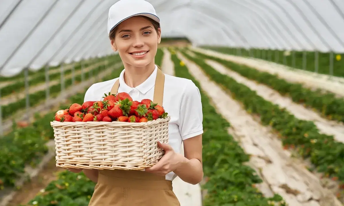 Uśmiechnięta pracownica w czapce i fartuchu trzyma kosz pełen truskawek. W tle widać plantację pod osłonami, gdzie trwa praca na produkcji.