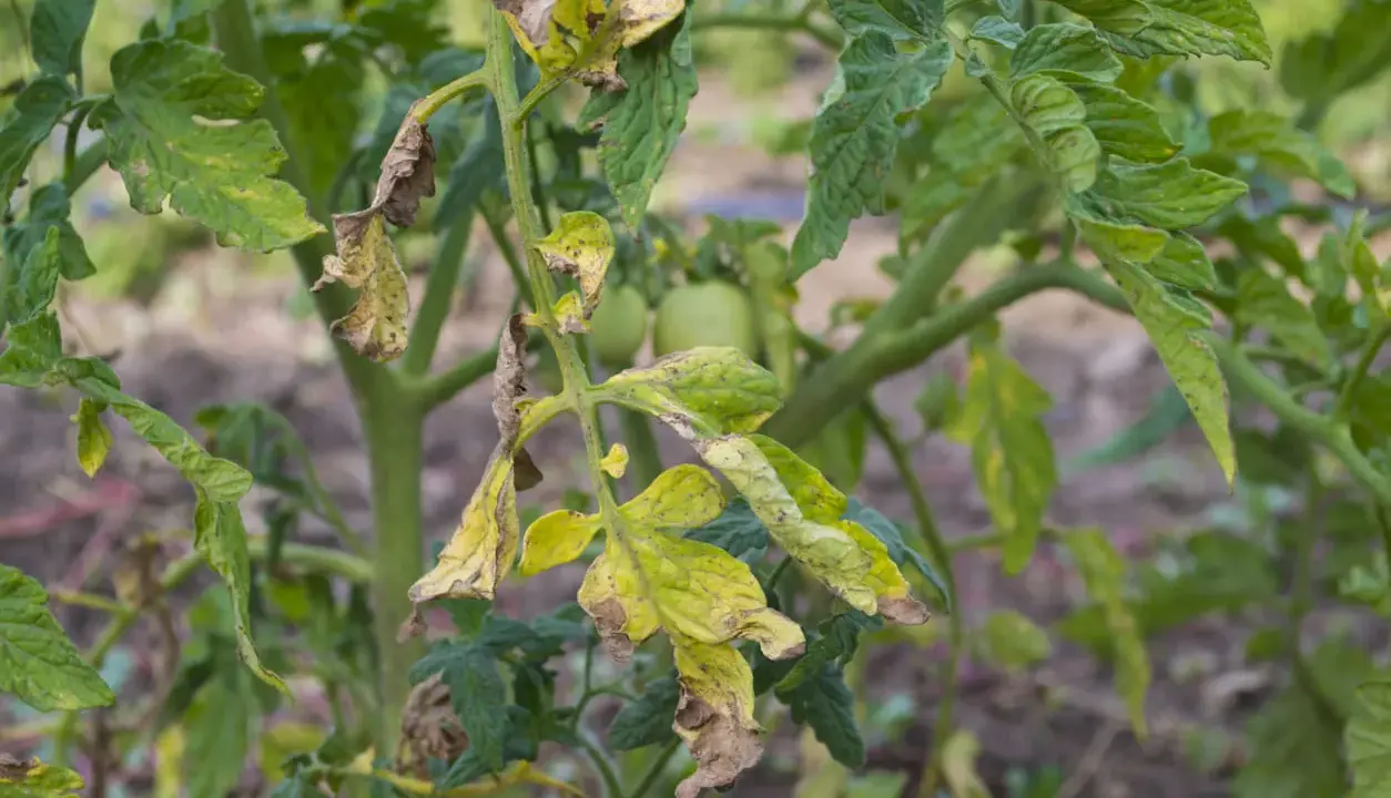 Feuilles de tomate jaunies et desséchées, signes d'un mildiou agressif. Les tomates vertes sont encore visibles.