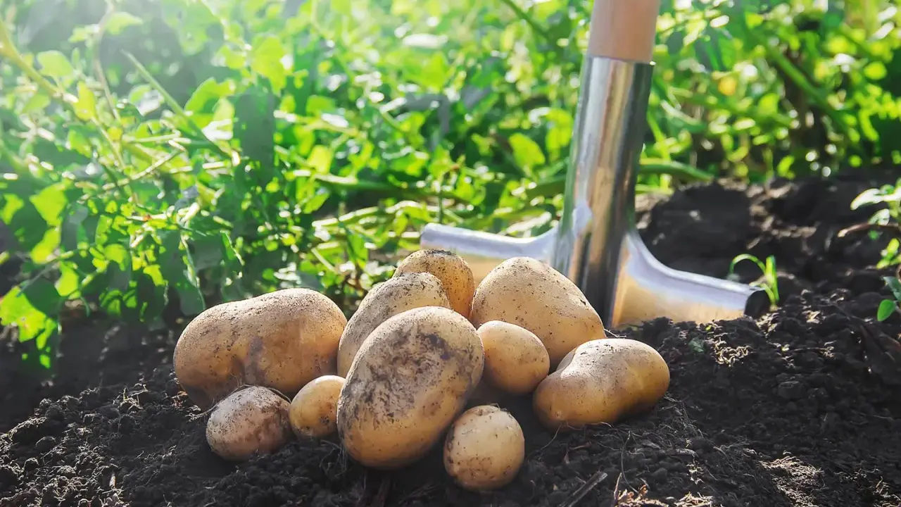 Récolte de pommes de terre fraîchement déterrées, prêtes pour la plantation ou la cuisine. Une pelle repose à côté du tas de tubercules dorés.