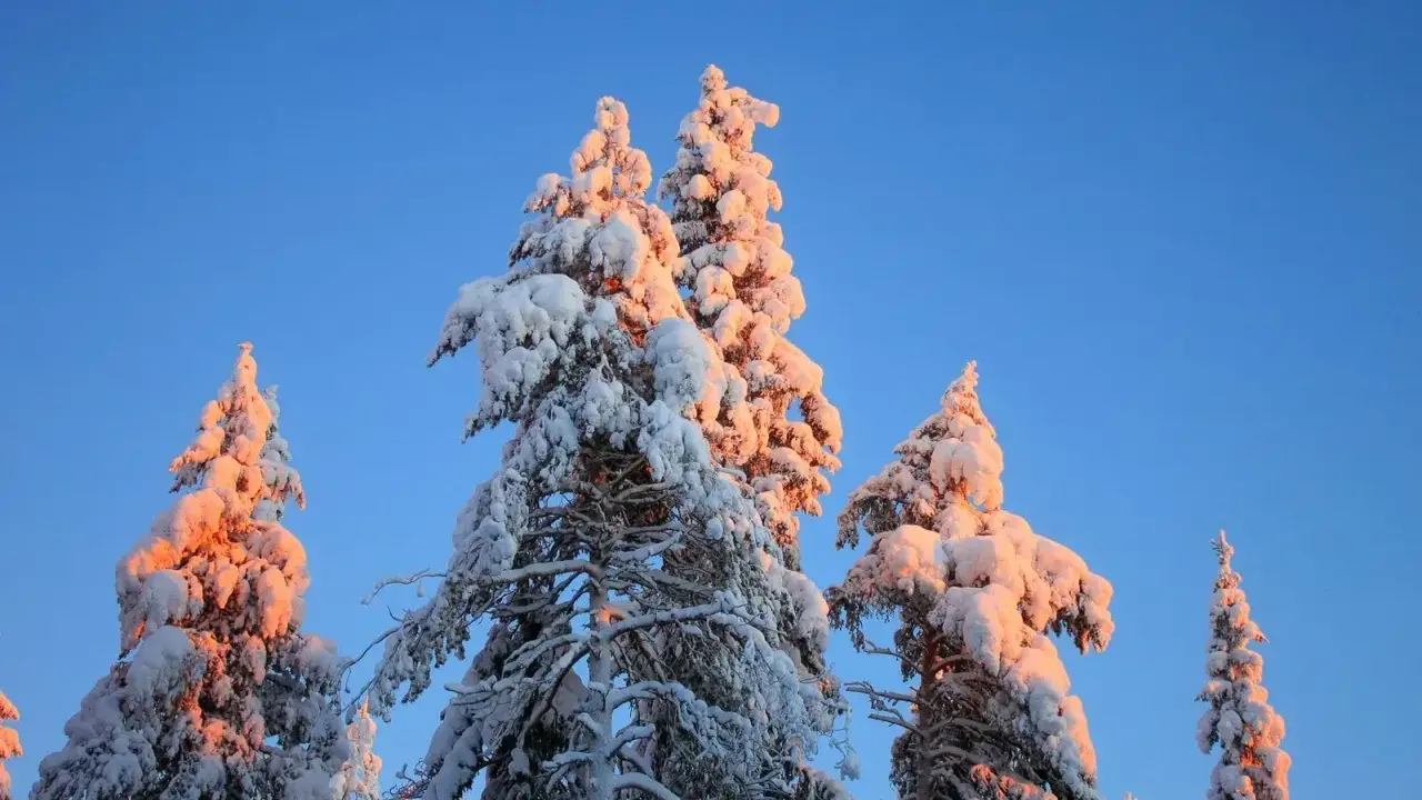 Snötäckta träd i Lappland, Sverige, badar i solnedgångens varma ljus mot en klarblå himmel.