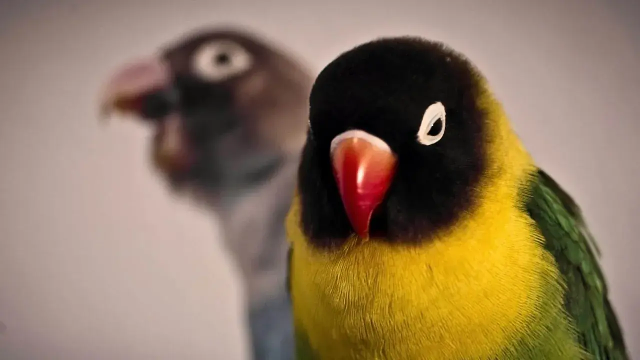 Due pappagalli inseparabili, uno giallo e nero in primo piano, l'altro sfocato sullo sfondo. Il loro comportamento è affascinante.