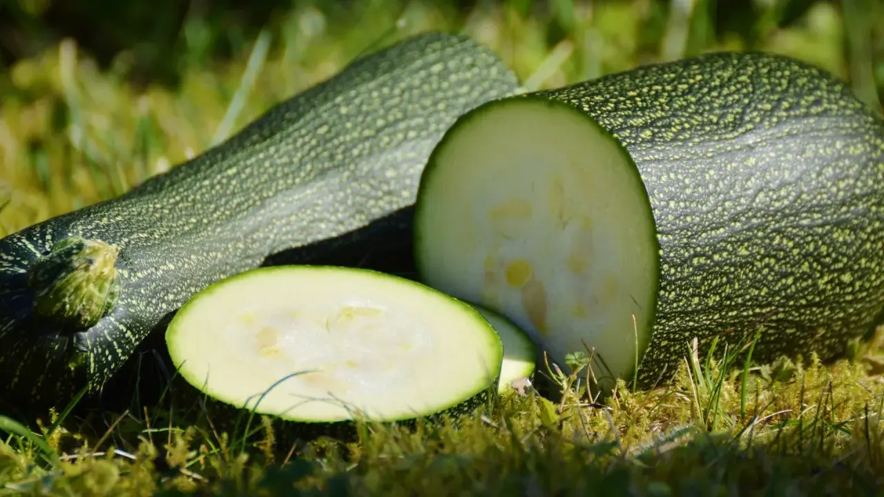 Här ligger färsk så zucchini på gräset, en hel och en delad, redo för köket.