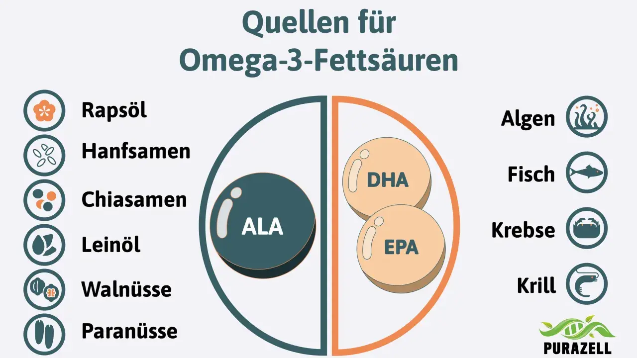 Quellen für Omega-3-Fettsäuren: Rapsöl, Hanfsamen, Chiasamen, Leinöl, Walnüsse, Paranüsse, Algen, Fisch, Krebse, Krill. Die Grafik zeigt, wieviel Omega 3 am Tag man zu sich nehmen kann.