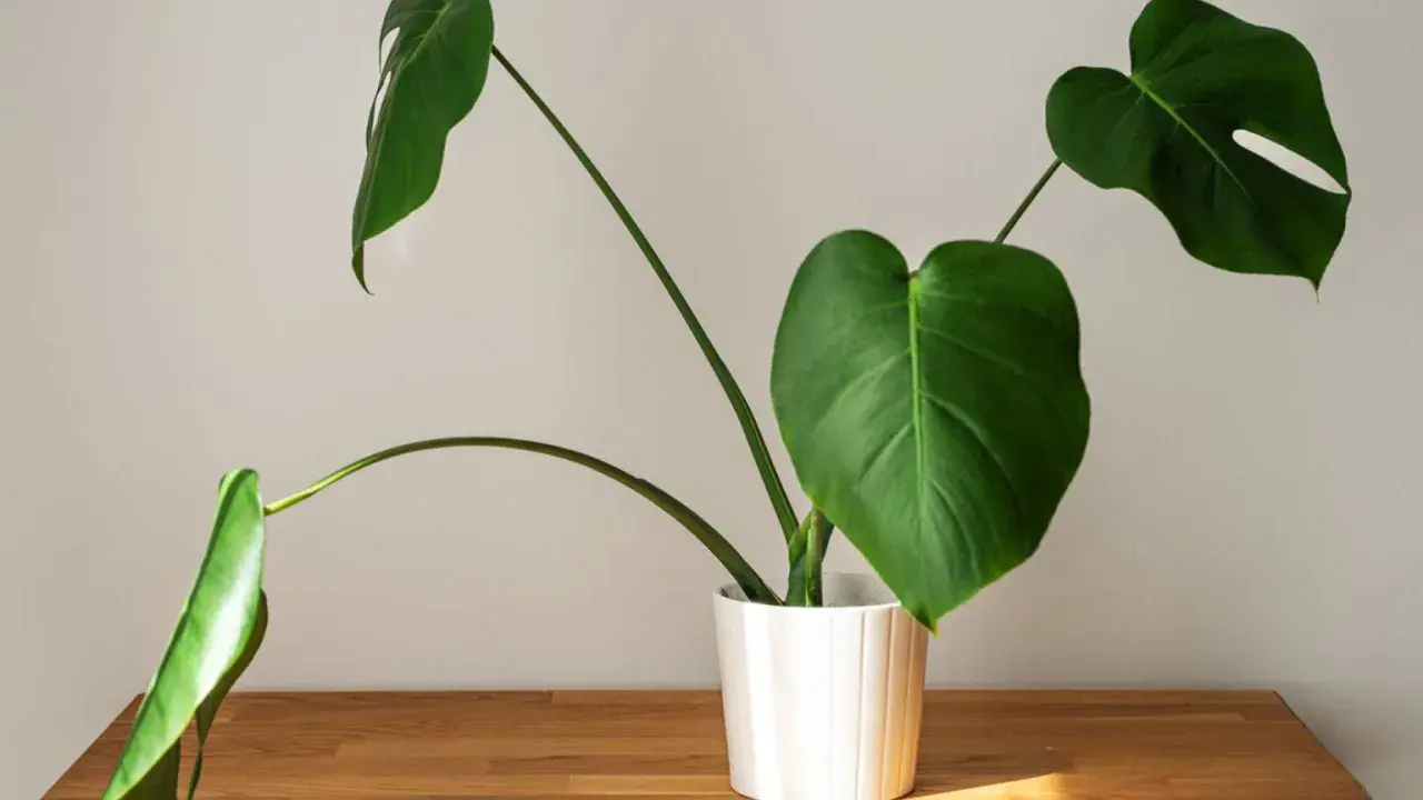 Monstera w białej doniczce na drewnianym blacie. Zastanawiasz się, dlaczego monstera nie ma dziur? To młoda roślina, która dopiero zaczyna rozwijać swoje charakterystyczne liście.