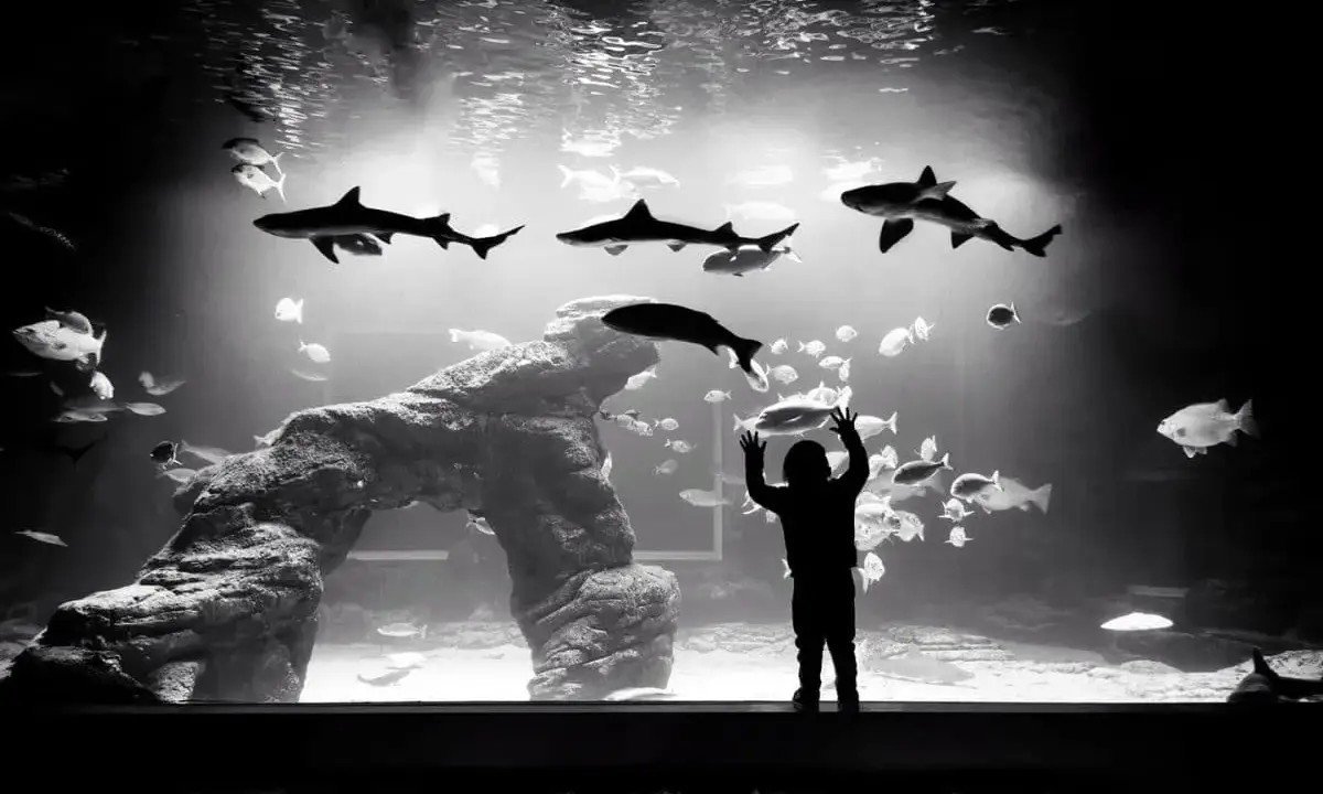 Silueta de niño maravillado ante tiburones y peces en el acuario Santander.