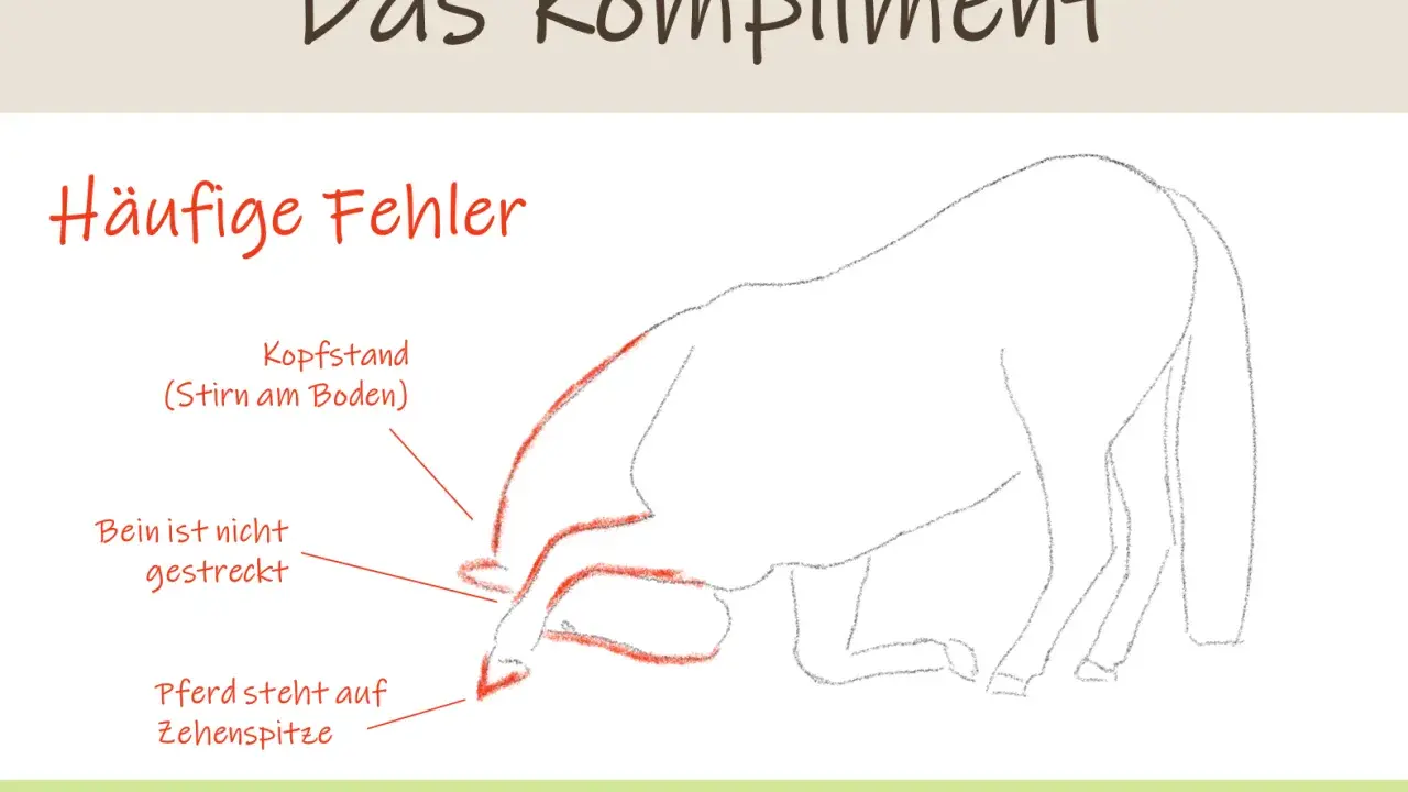 Illustration zeigt häufige Fehler beim Pferd Kompliment beibringen: Kopfstand, gestrecktes Bein, Zehenspitze.