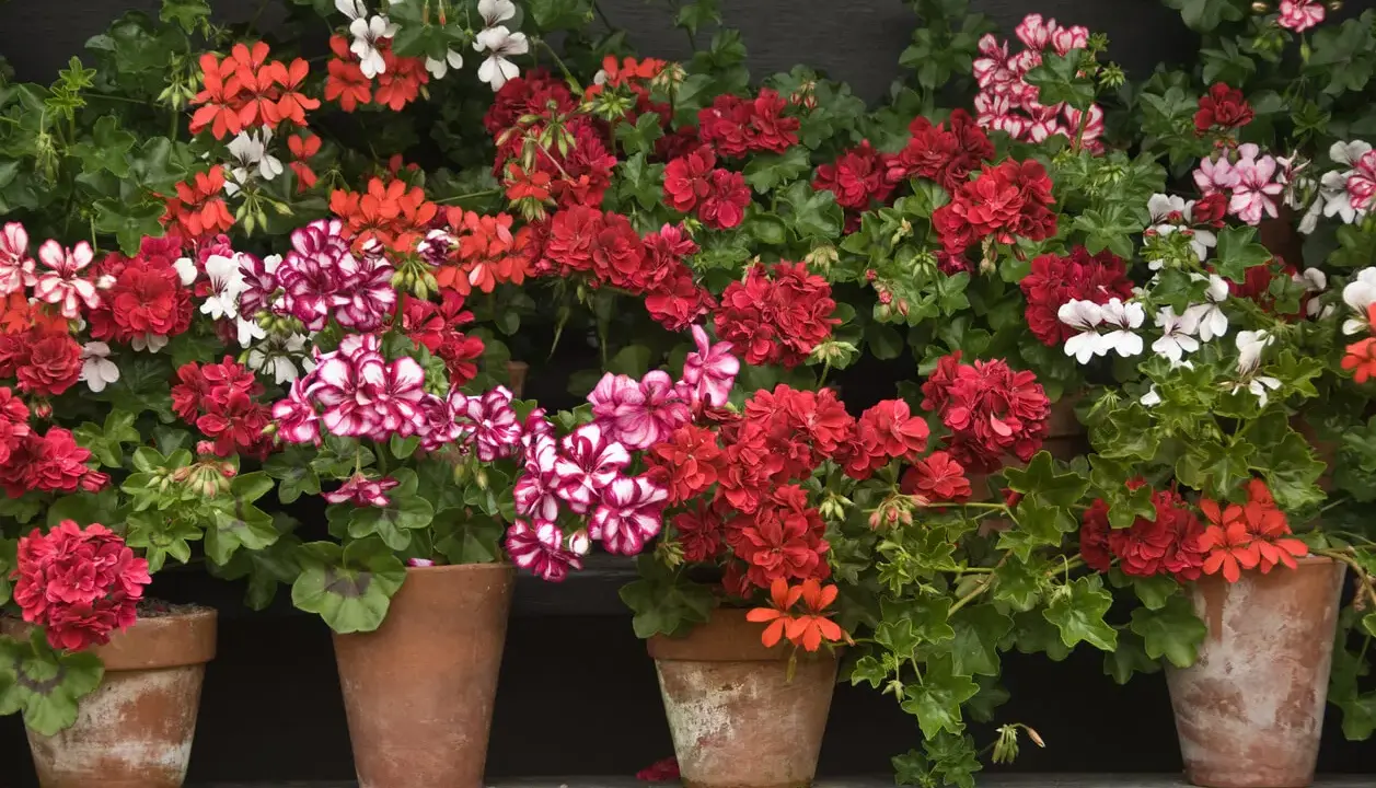 Macizo de geranios en macetas de terracota, con flores rojas, rosas y blancas, creando un vibrante tapiz floral.
