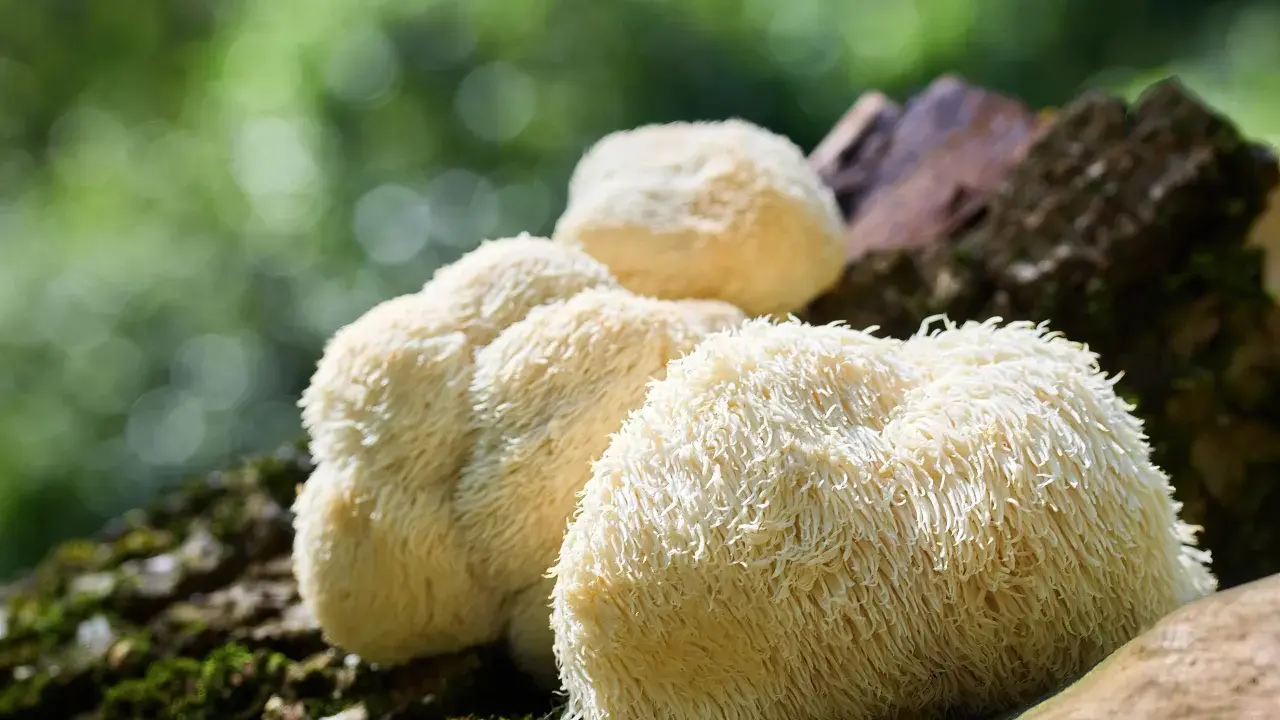Soplówka jeżowata na pniu. Choć znana z dobroczynnego wpływu, warto pamiętać o potencjalnych skutkach ubocznych jej stosowania.