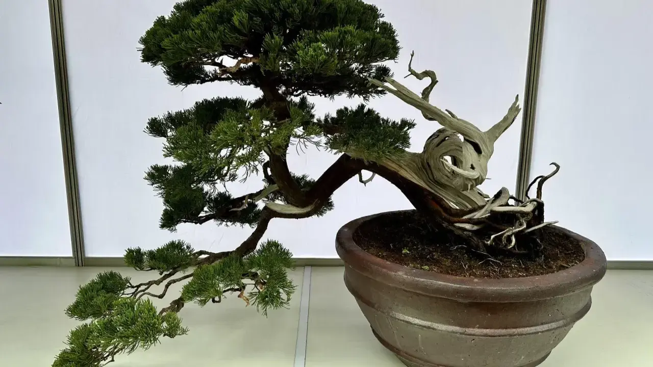 Piękny jałowiec bonsai, idealny przykład jak zacząć przygodę z miniaturowymi drzewkami.