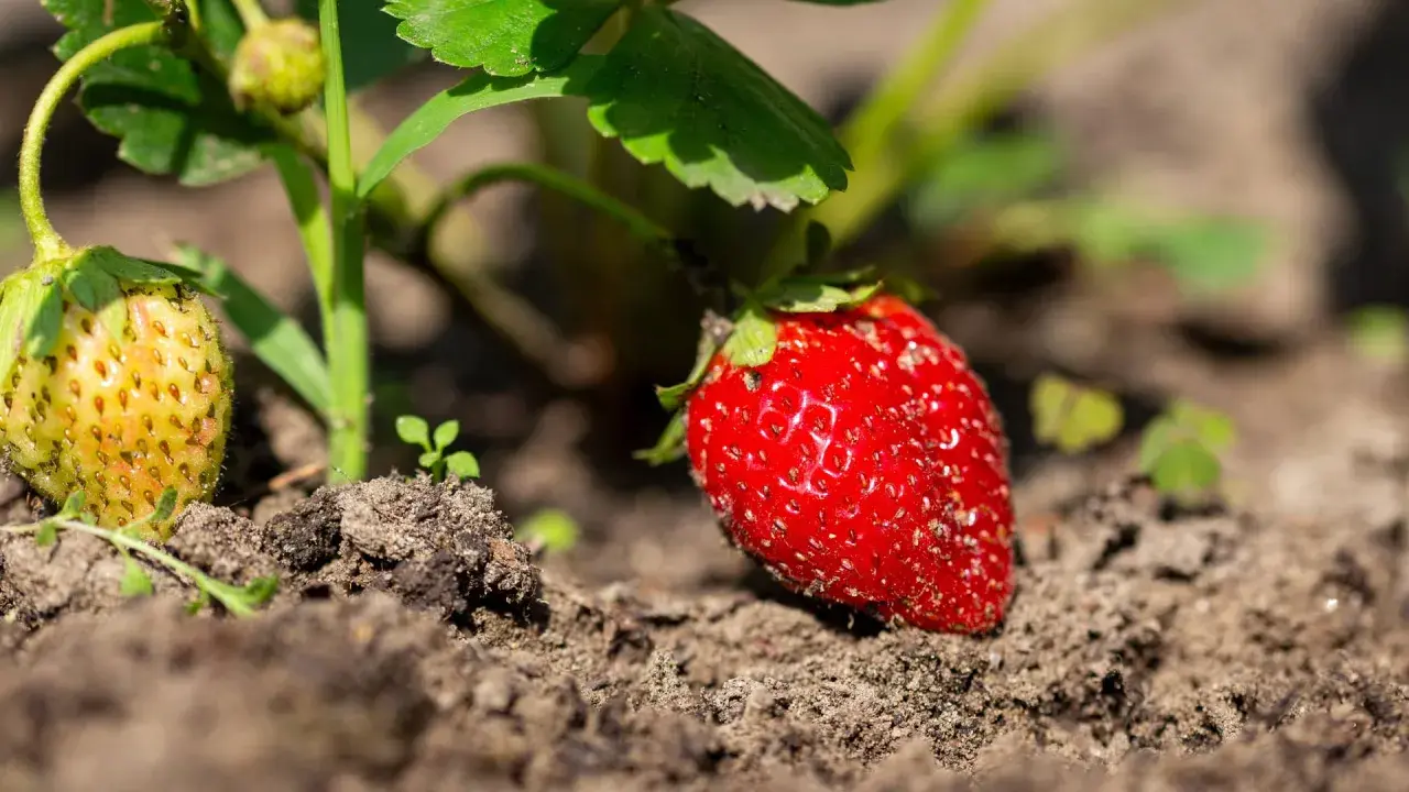 Reife und unreife Erdbeeren wachsen im Boden. Ein perfekter Moment, um zu lernen, wie man Erdbeeren vermehrt.