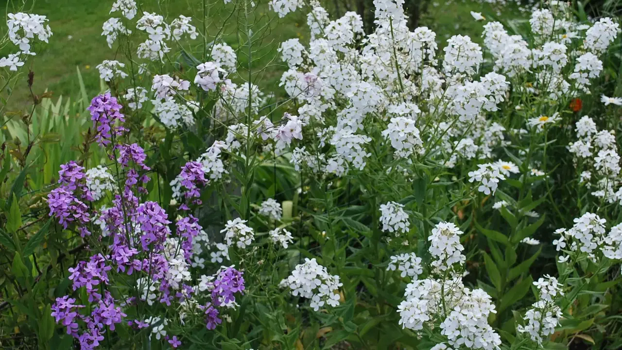 Un parterre de fleurs sauvages, avec des grappes de monnaie du pape blanches et violettes, se mêlant à des marguerites.