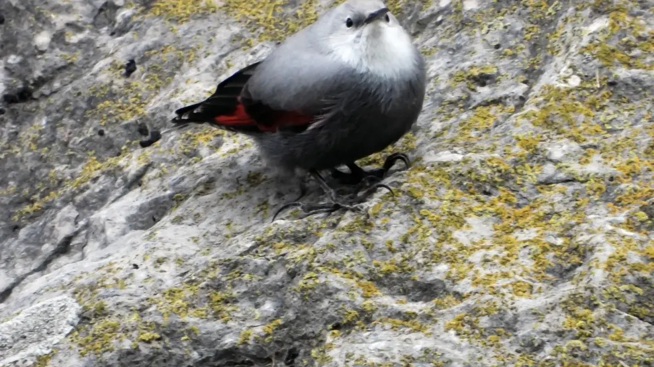 Kleiner Vogel mit roten Flügeln auf moosbewachsenem Felsen bei der Foz de Lumbier.