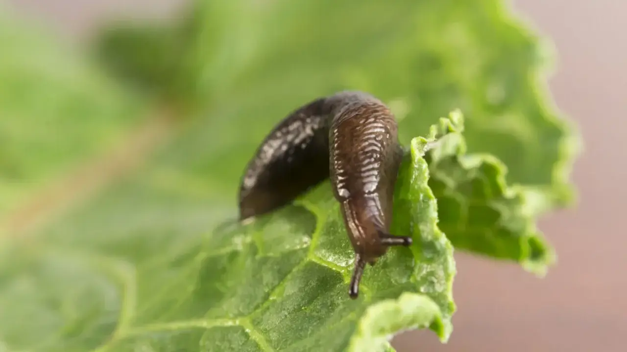 Une limace brune se déplace sur une feuille de laitue verte. Apprenez comment se débarrasser des limaces pour protéger votre jardin.
