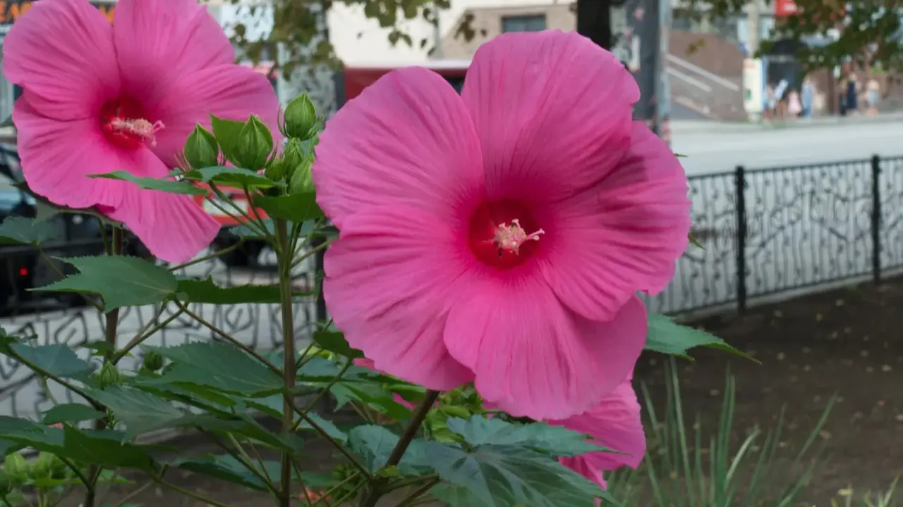 Hibiscus à grandes fleurs roses, prêtes à éclore. L'entretien facile de ces beautés assure une floraison spectaculaire.