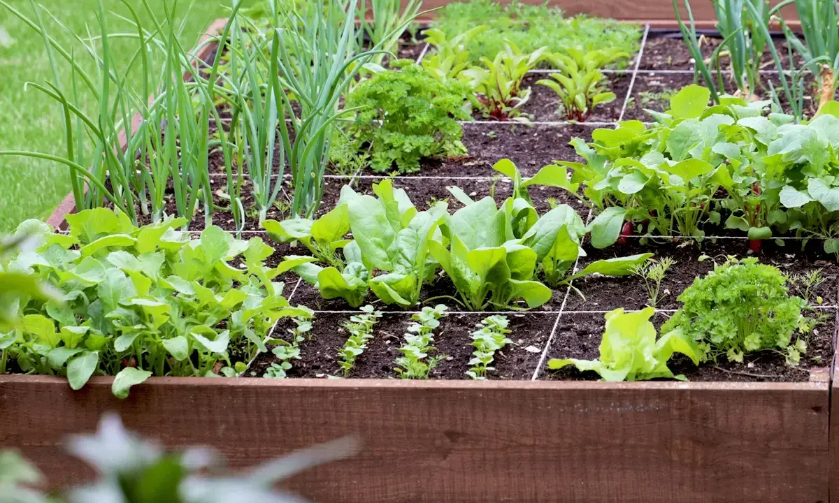 Un potager en carré avec un tableau association légumes : oignons, épinards, radis, laitues et persil prospèrent.